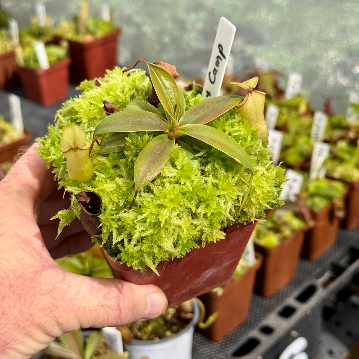 Tropical Pitcher, Nepenthes 'merrilliana x campanulata,' BE-3473 by Nepenthes