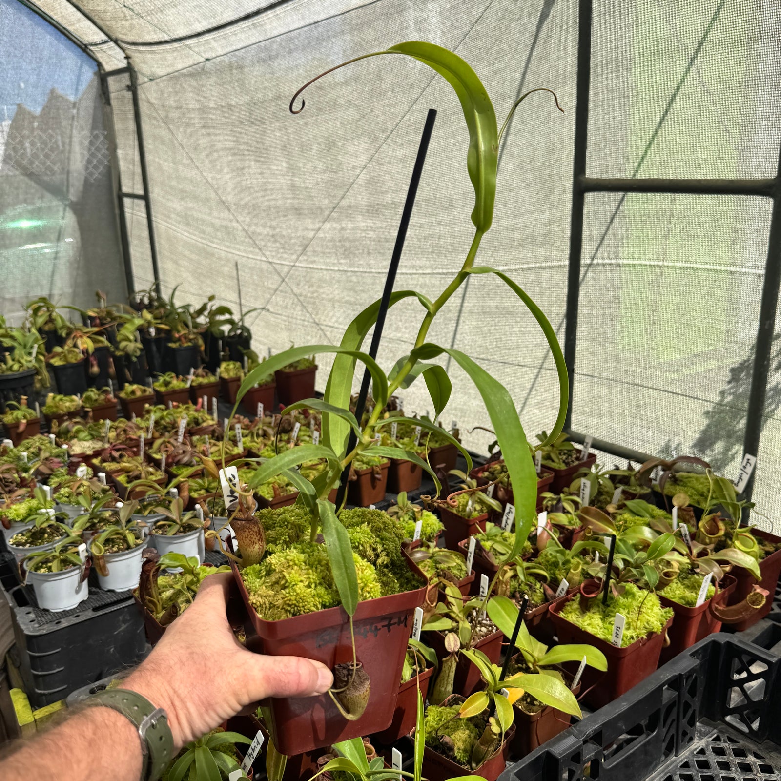 Tropical Pitcher, Nepenthes 'aristolochioides x ventricosa,' BE-3447 by Nepenthes