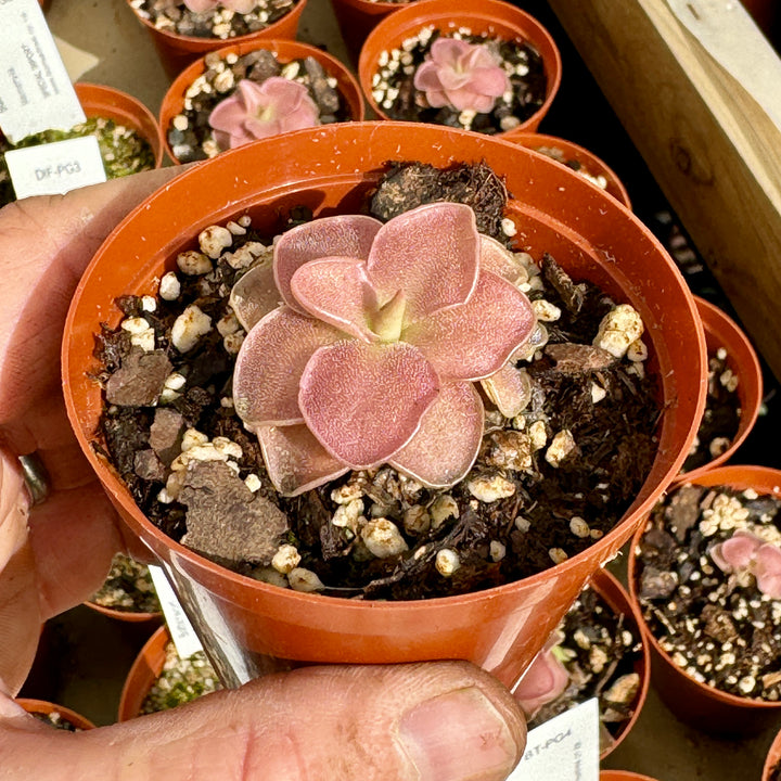 Butterwort, Pinguicula 'Wesser' by Bizarre Tropicals