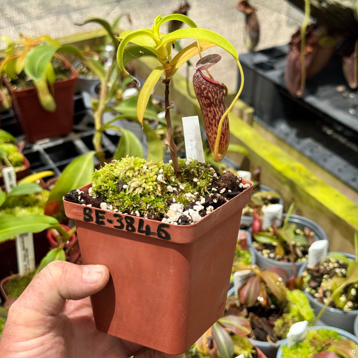 Nepenthes aristolochioides x spectabilis, BE-3846 by Nepenthes