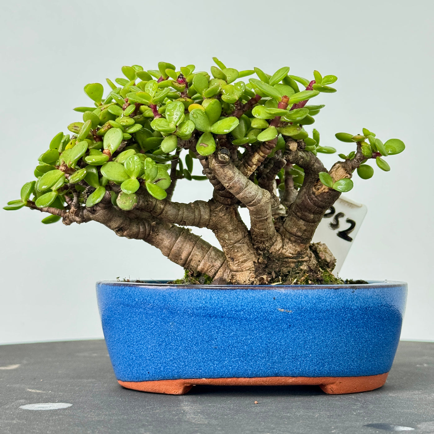 portulacaria-afra-spekboom-unique-bonsai-plant-bonsai-tree-pty-ltd