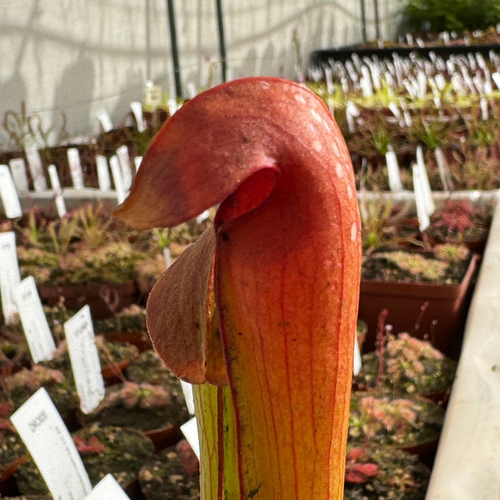 Trumpet Pitcher, Sarracenia 'Minor.' Special Import. -   - Carnivorous Plant
