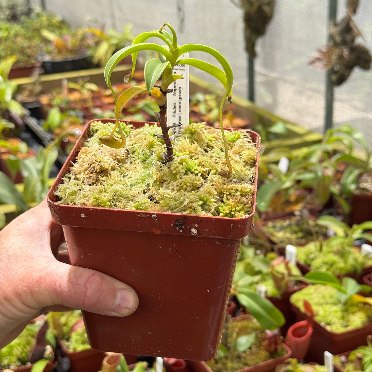 Tropical Pitcher, Nepenthes 'talangensis', seed grown. by Nepenthes