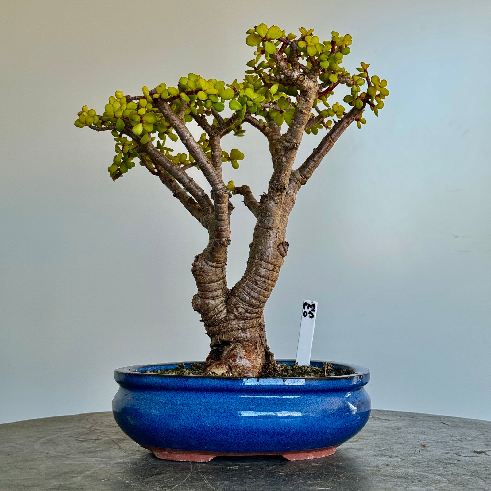 Portulacaria afra "Spekboom" - PM05, 250mm(L) x 220mm(D) x 330mm(H) - Trees