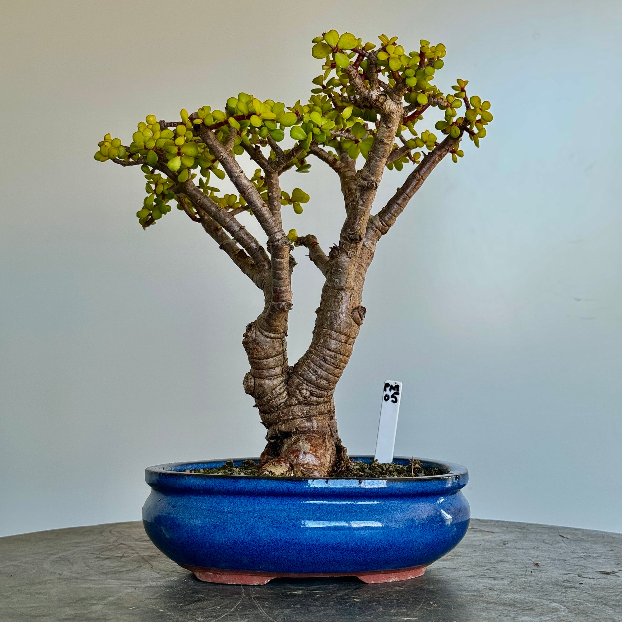 Portulacaria afra "Spekboom" - PM05, 250mm(L) x 220mm(D) x 330mm(H) - Trees