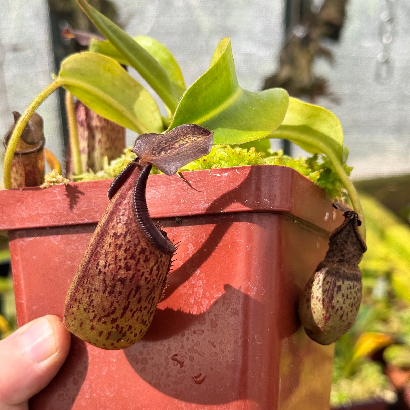 Tropical Pitcher, Nepenthes 'Maxima Dark x Lowii' by Nepenthes