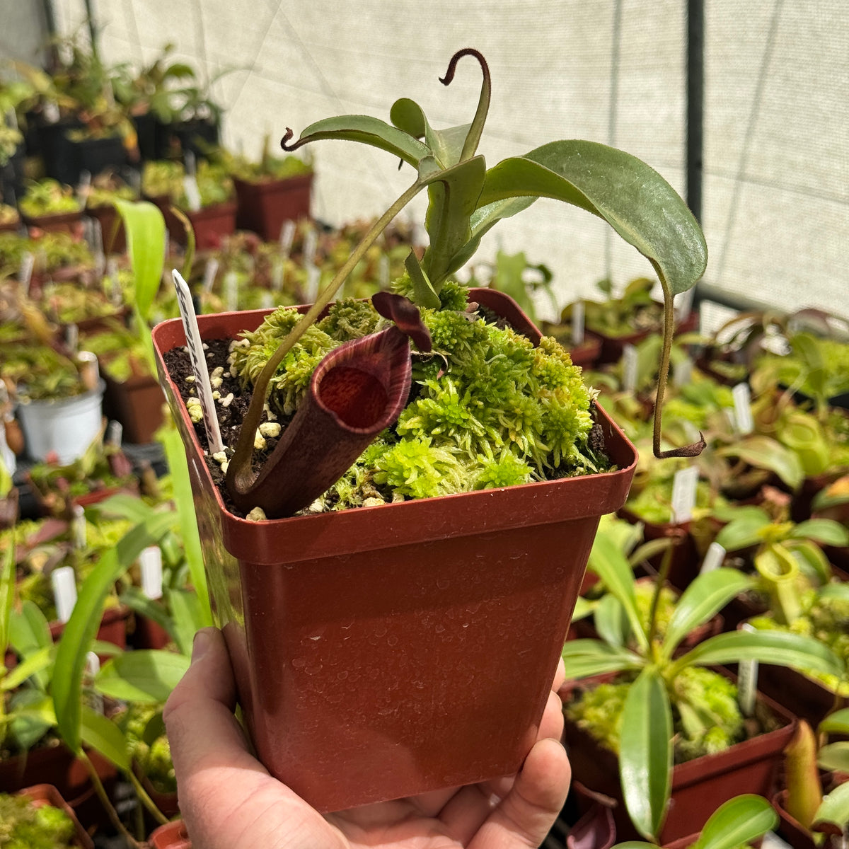Tropical Pitcher, Nepenthes '(veitchii x lowii x spectabilis,)' BE-3400 by Nepenthes