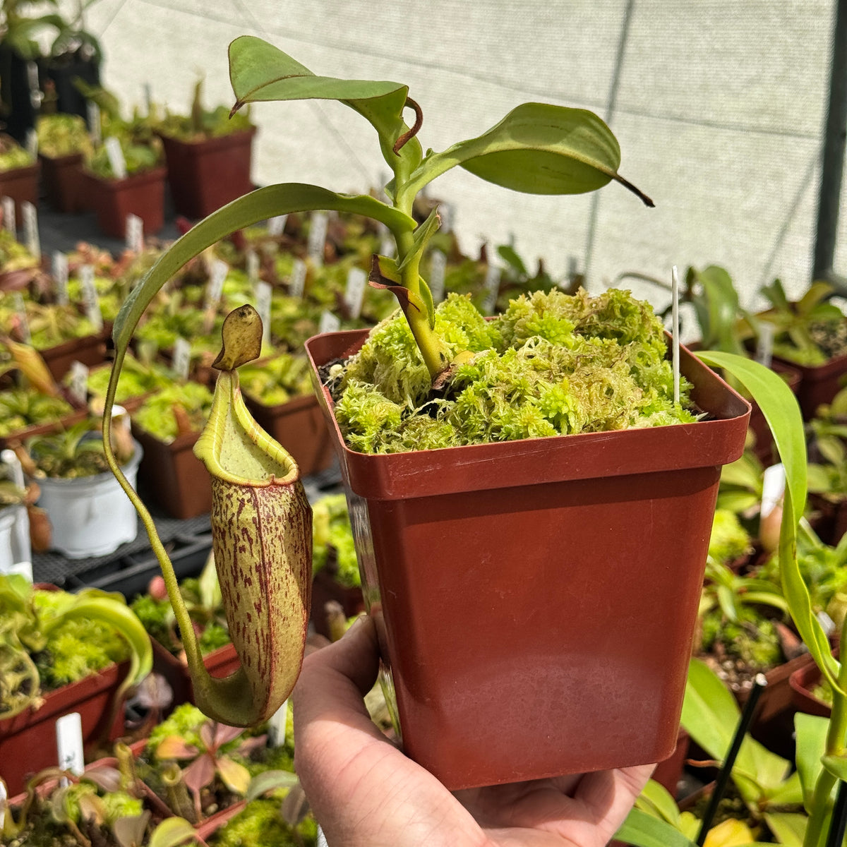 Tropical Pitcher, Nepenthes 'Spectabilis x Veitchii.' by Nepenthes