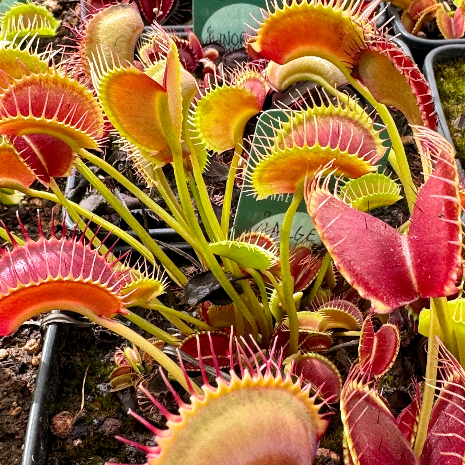 Venus Fly Trap, 'Large Erect Pink Trap.' Special Import. by Venus Fly Trap