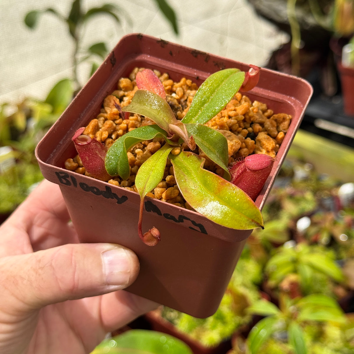 Tropical Pitcher, Nepenthes ‘Bloody Mary’ by Nepenthes
