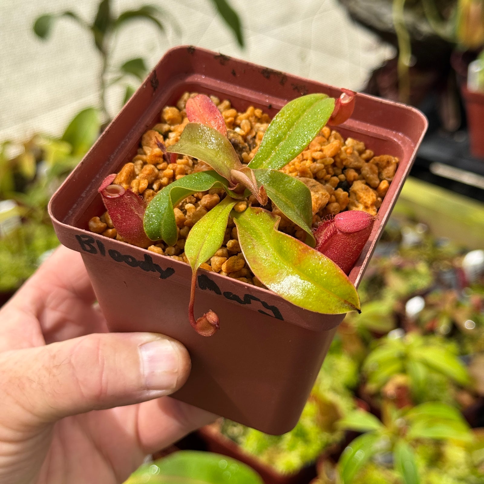 Tropical Pitcher, Nepenthes ‘Bloody Mary’ by Nepenthes