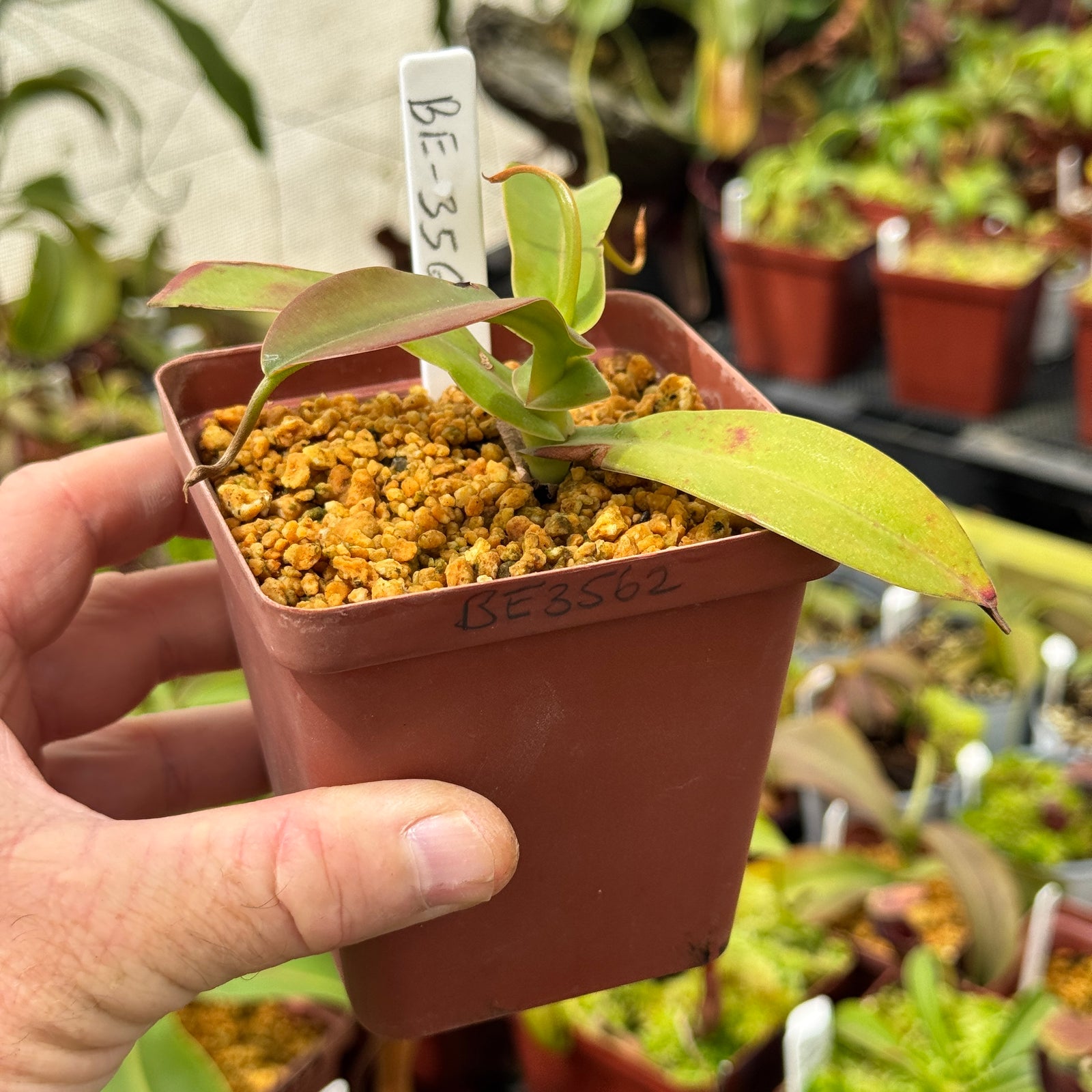 Tropical Pitcher, Nepenthes 'maxima x aristolochiodes,' BE-3562 by Nepenthes