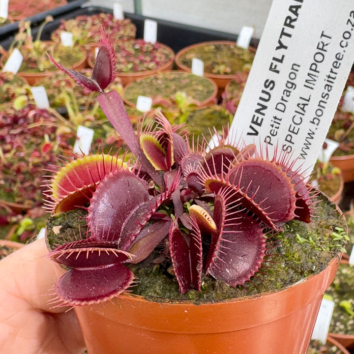 Venus Fly Trap, 'Petite Dragon.' Special Import. by Venus Fly Trap