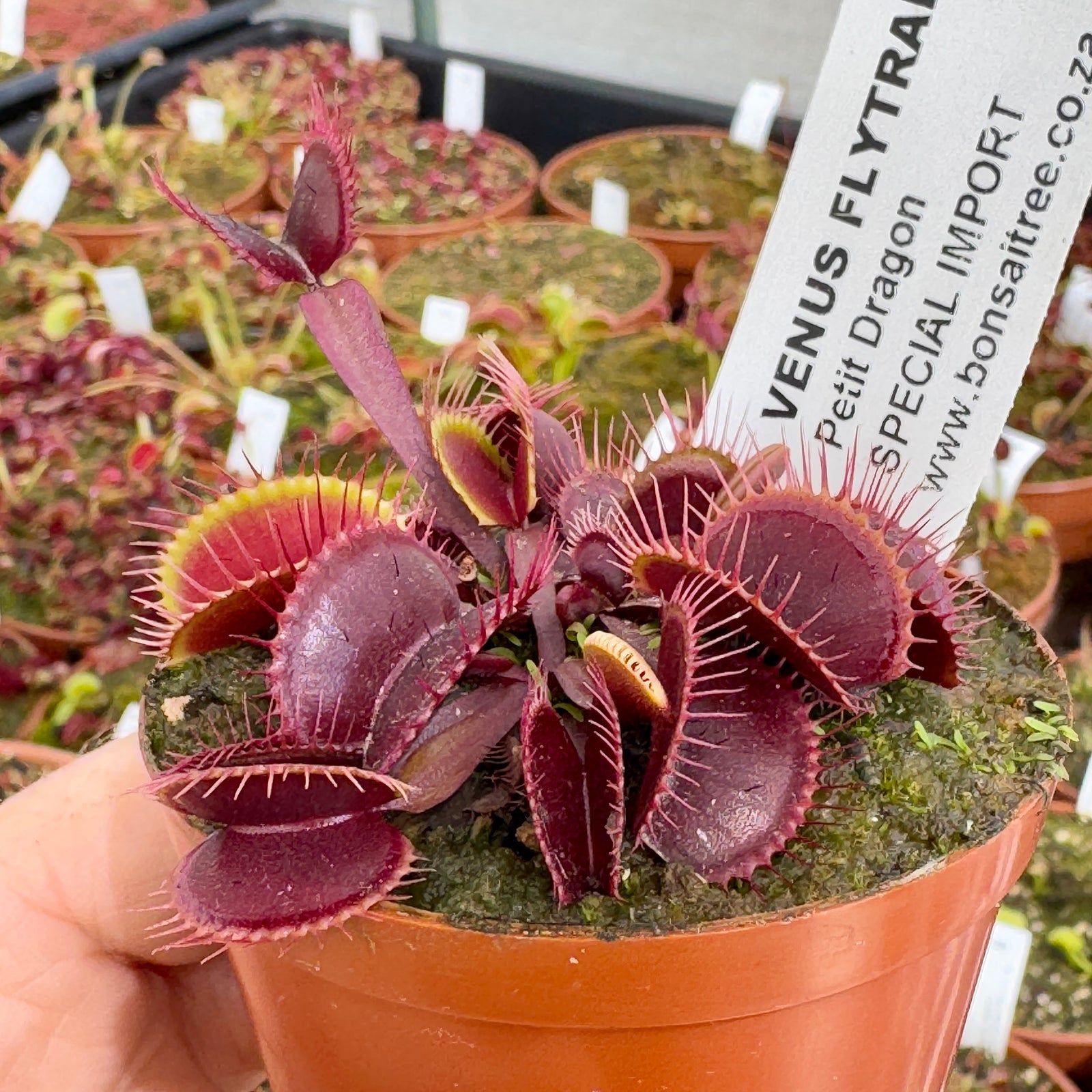 Venus Fly Trap, 'Petite Dragon.' Special Import. - - Carnivorous Plant