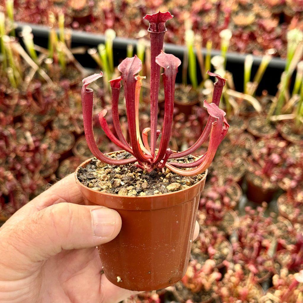 Trumpet Pitcher, Sarracenia moorei ‘Brooks Hybrid’ Orange Clone H42 MK x moorei ‘Wilkerson’s White Knight’ #1 - Small to Medium plant. 7.5cm plastic container. - Carnivorous Plant