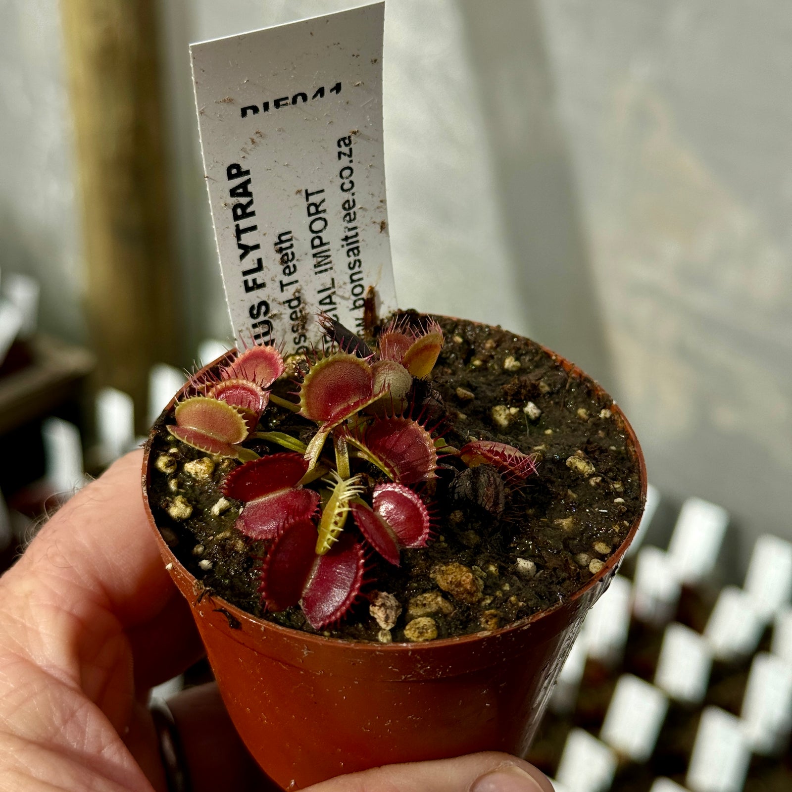Venus Fly Trap, 'Crossed Teeth.' Special Import. - 2 year old plant. 7.5cm plastic container. - Carnivorous Plant