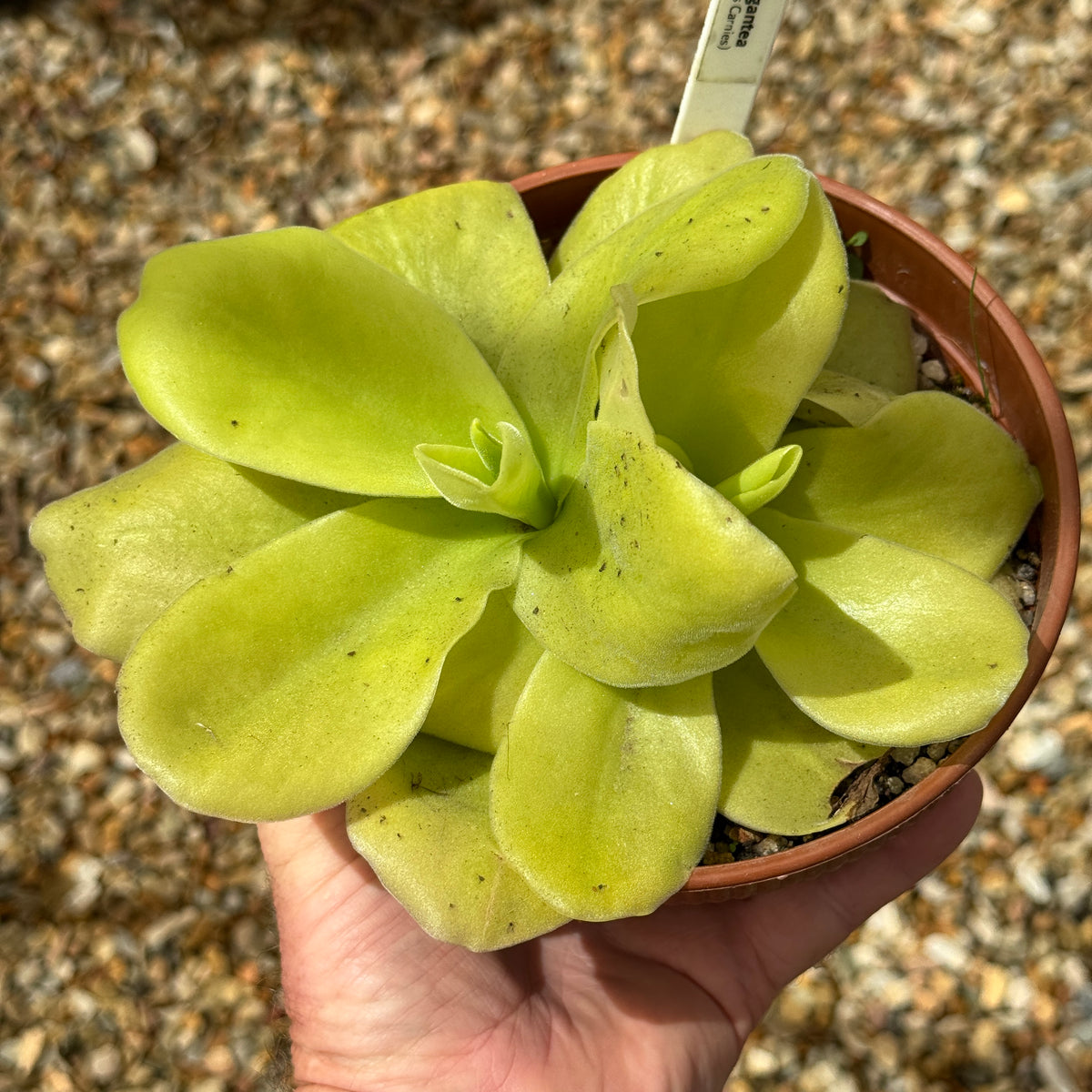 Butterwort, Pinguicula gigantea