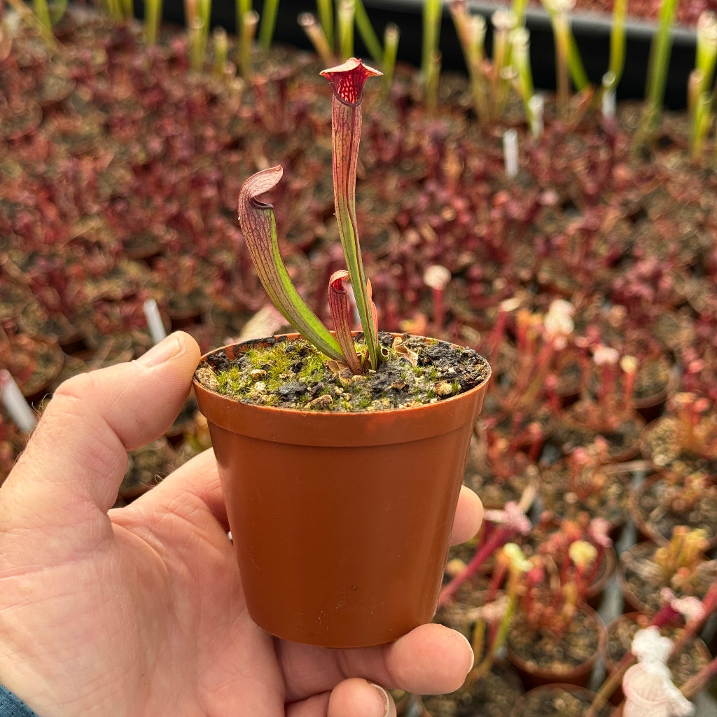 Hand holding a small potted carnivorous plant with a blurred background of similar plants.