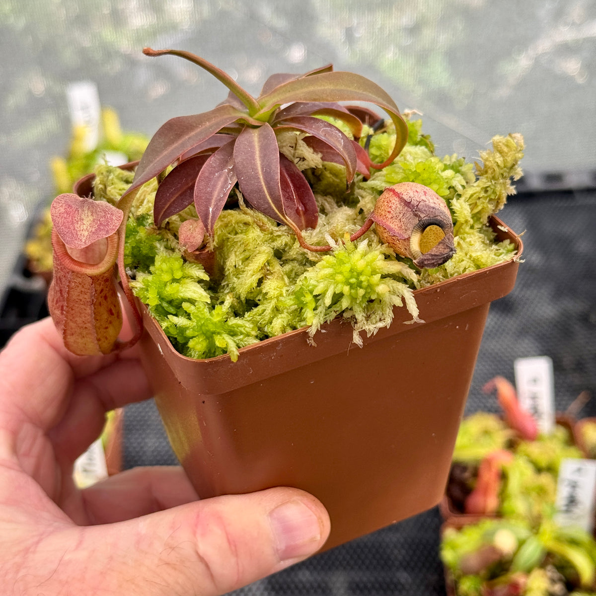 Tropical Pitcher, Nepenthes Mixed Hybrids by Nepenthes
