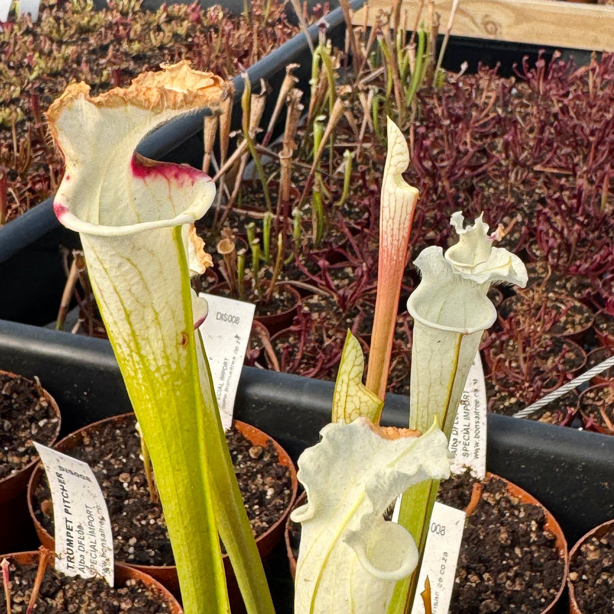 Trumpet Pitcher, Sarracenia 'Alba DFL08.' Special Import. - - Carnivorous Plant