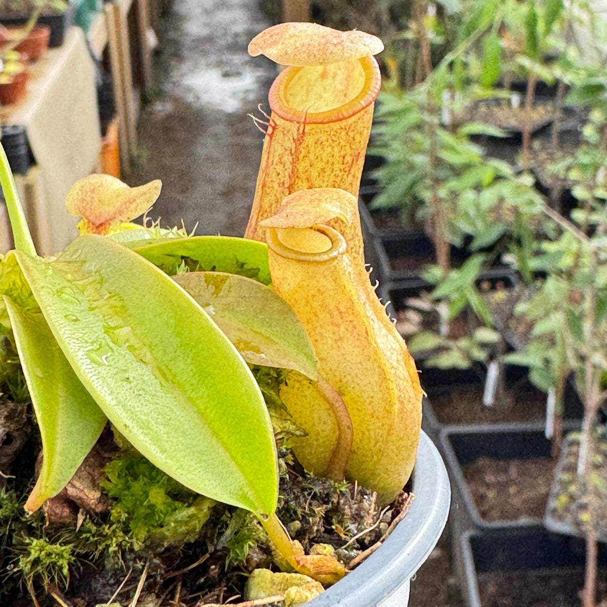 Tropical Pitcher, Nepenthes assorted seed grown hybrids - - Carnivorous Plant