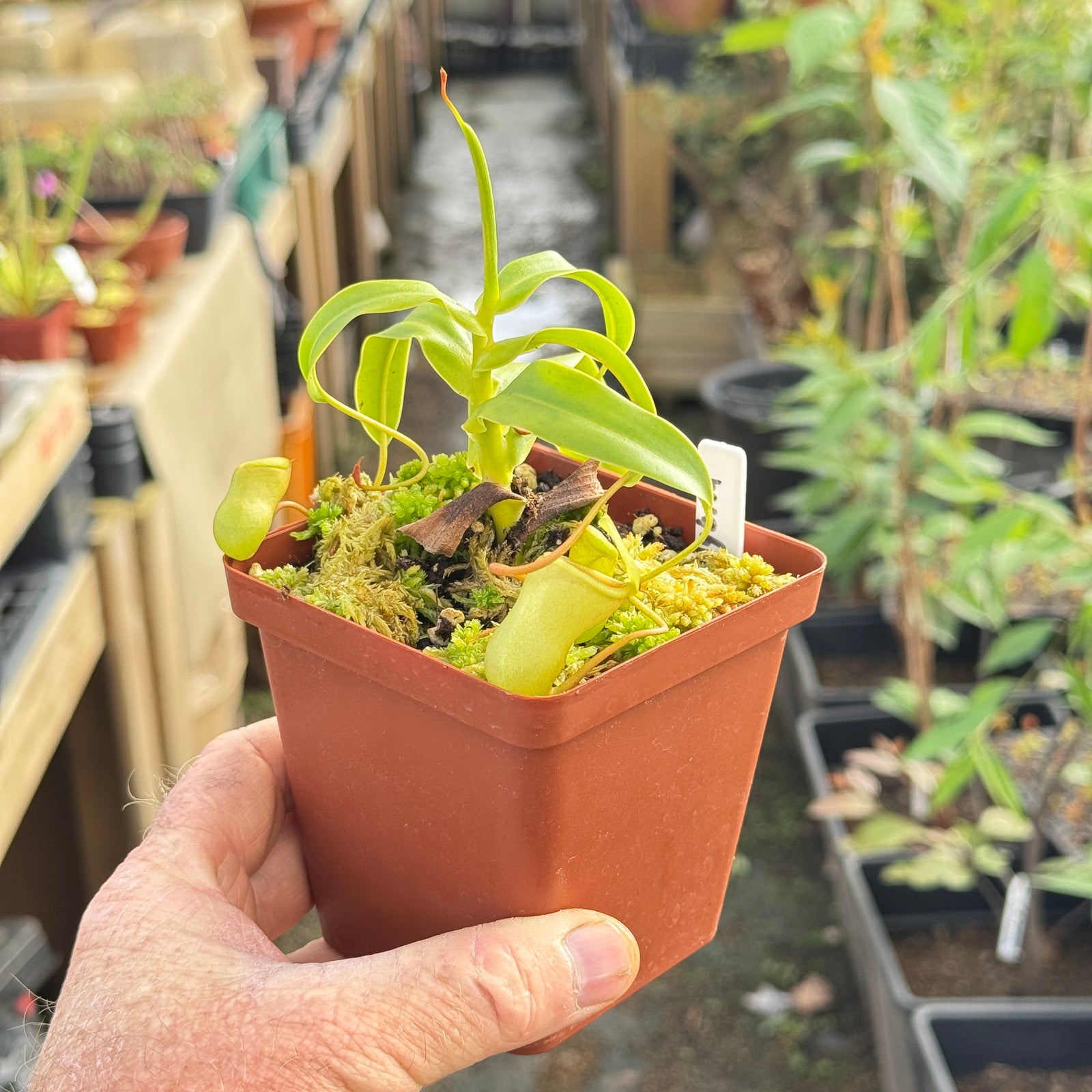 Tropical Pitcher, Nepenthes ventricosa hybrids - Medium - Carnivorous Plant