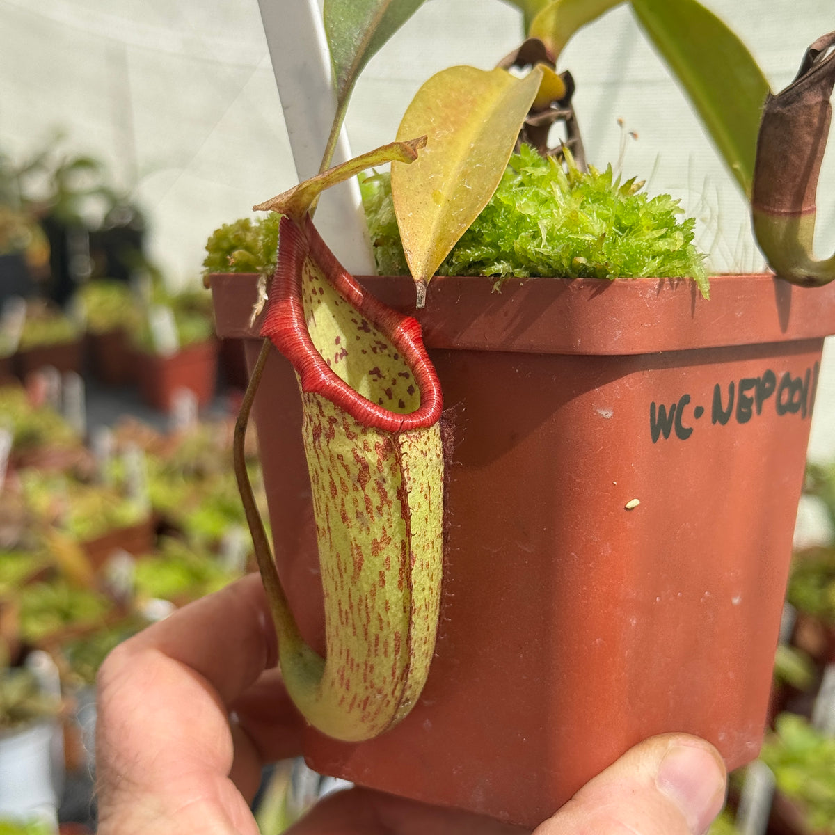 Tropical Pitcher, Nepenthes 'Miranda' by Nepenthes