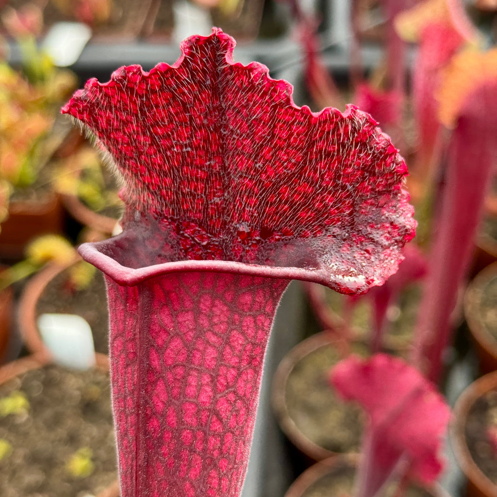 Close-up of a red pitcher plant with blurred pots in the background