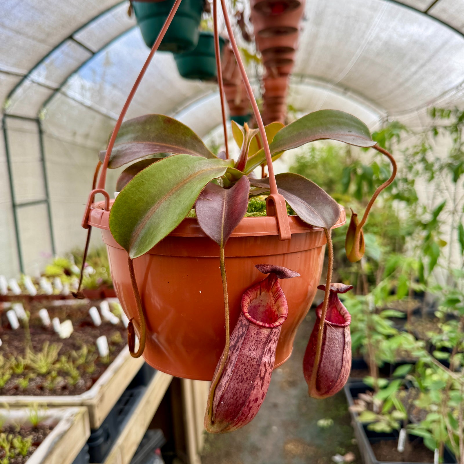Tropical Pitcher, Nepenthes '(veitchii x lowii) x spectabilis,' BE-3400 - - Carnivorous Plant