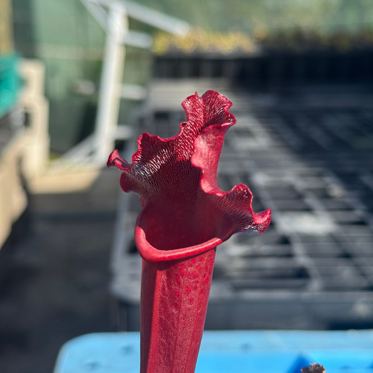 Trumpet Pitcher, Sarracenia 'Hybrid 01 x Camisole #2.' Special Import.