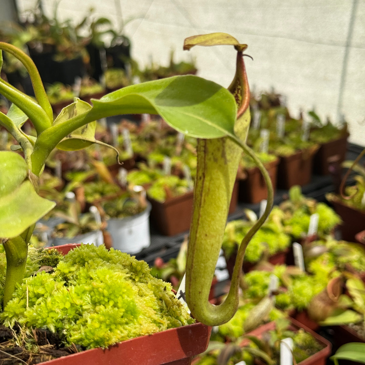 Tropical Pitcher, Nepenthes 'Maxima x Truncata' by Nepenthes