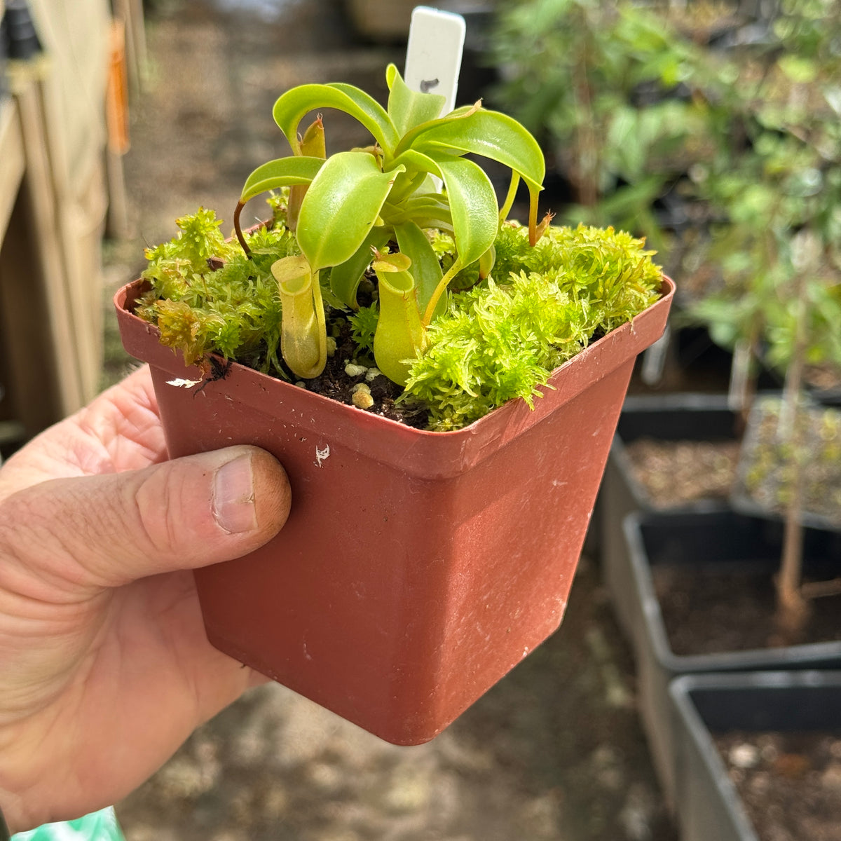 Tropical Pitcher, Nepenthes 'Ventrata' - Small plant in 9cm plastic pot - Carnivorous Plant
