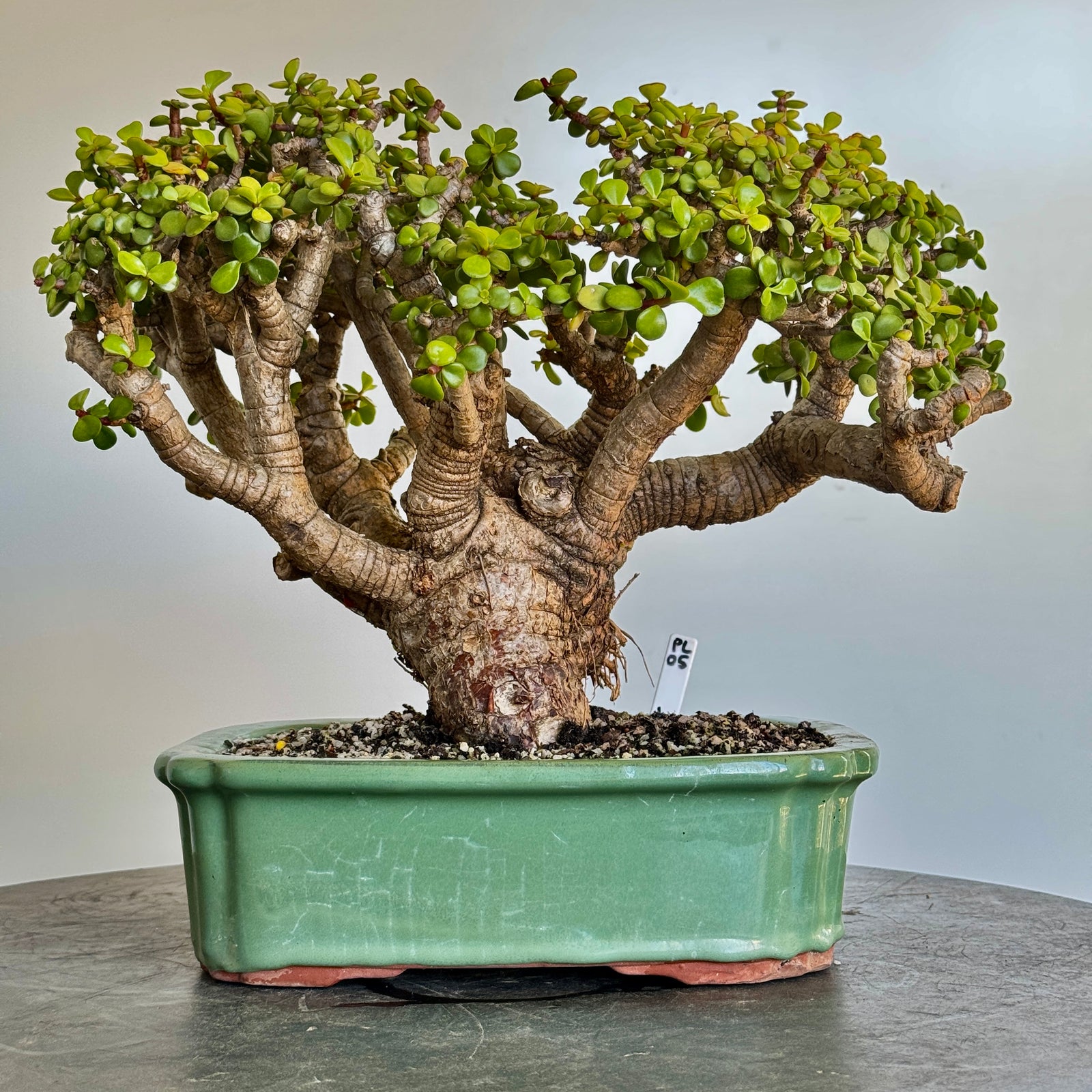 Portulacaria afra "Spekboom" - PL05, 380mm(L) x 260mm(D) x 350mm(H) - Trees