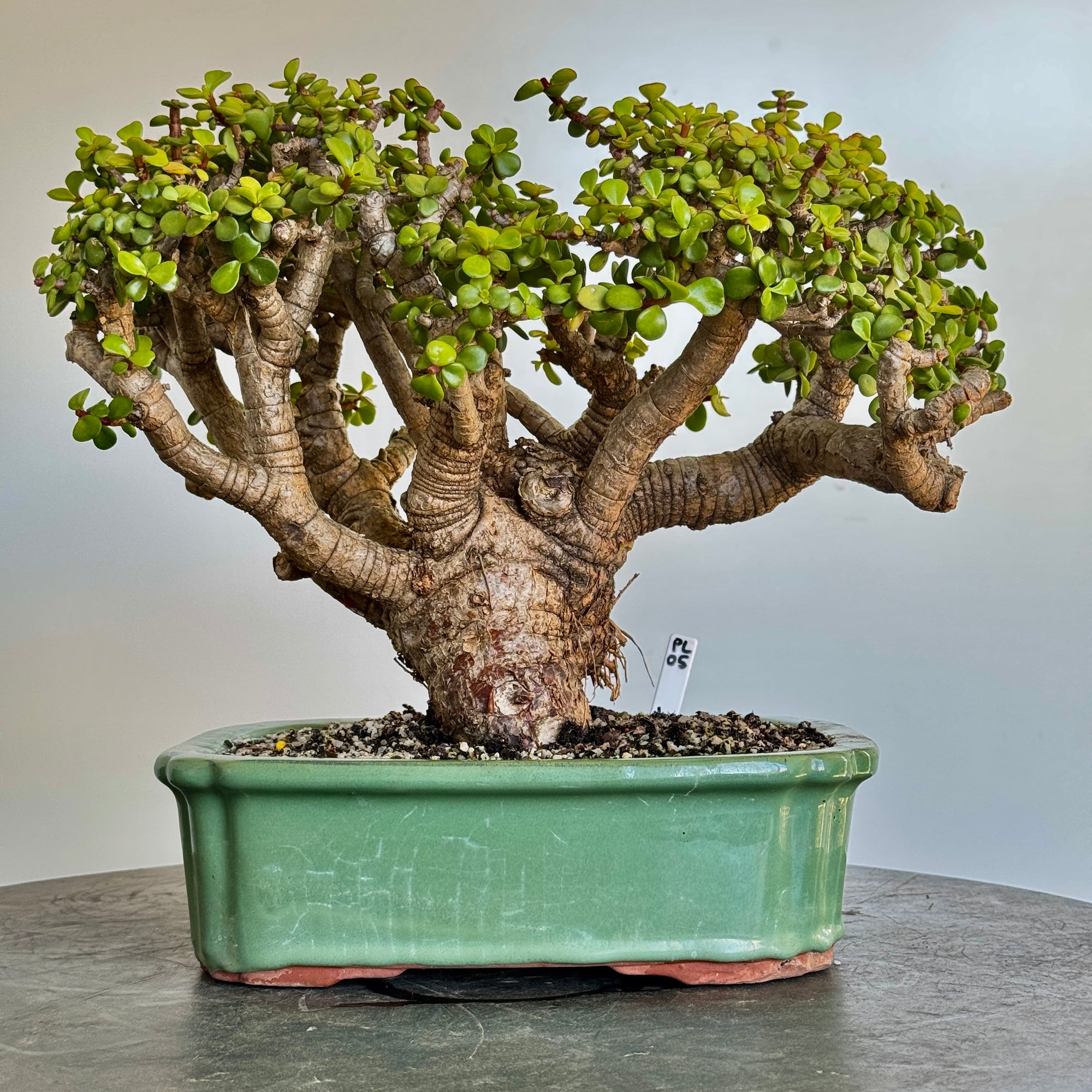 Portulacaria afra "Spekboom" - PL05, 380mm(L) x 260mm(D) x 350mm(H) - Trees