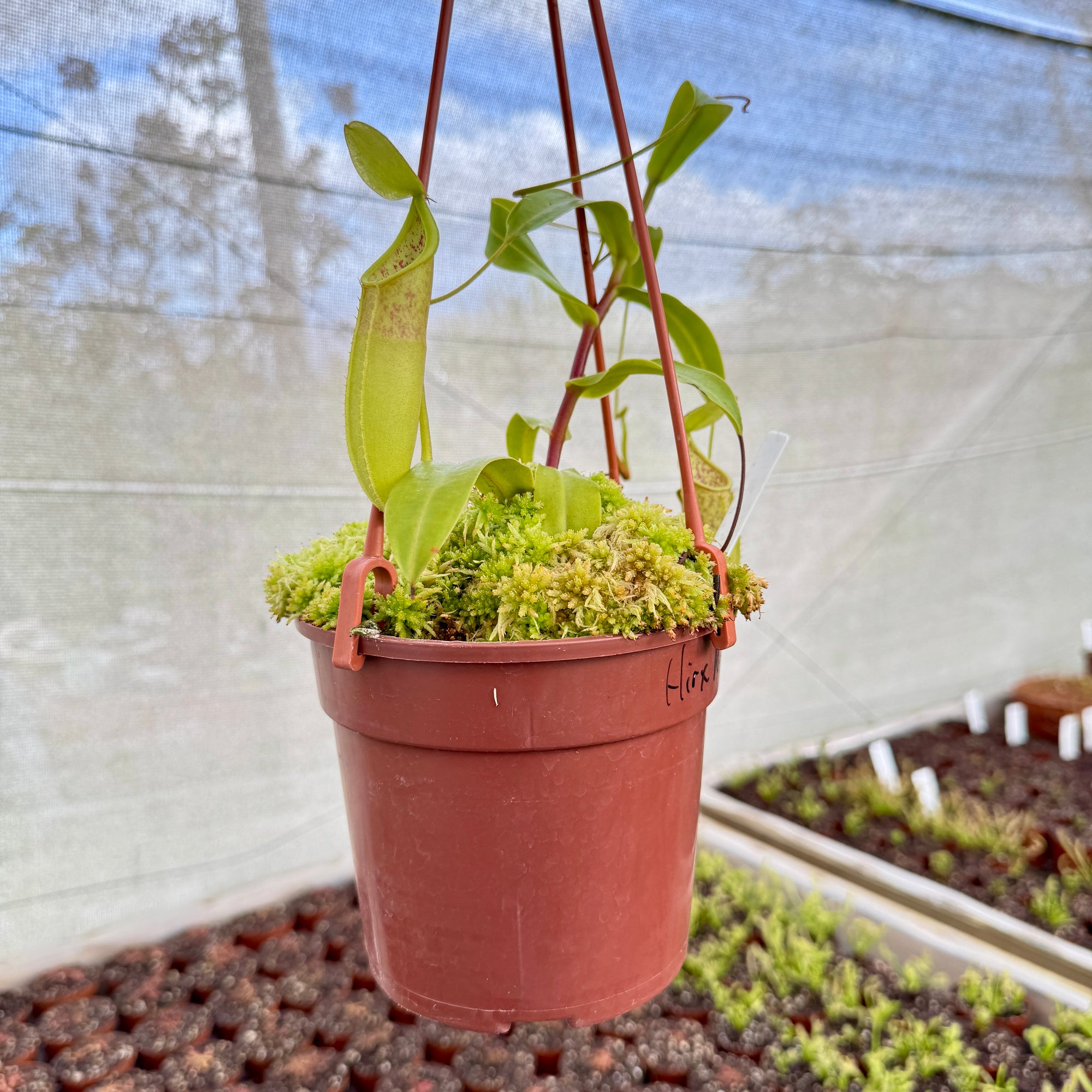 Tropical Pitcher, Nepenthes 'Hirsuta x Rebecca Soper (Louisa)' - - Carnivorous Plant