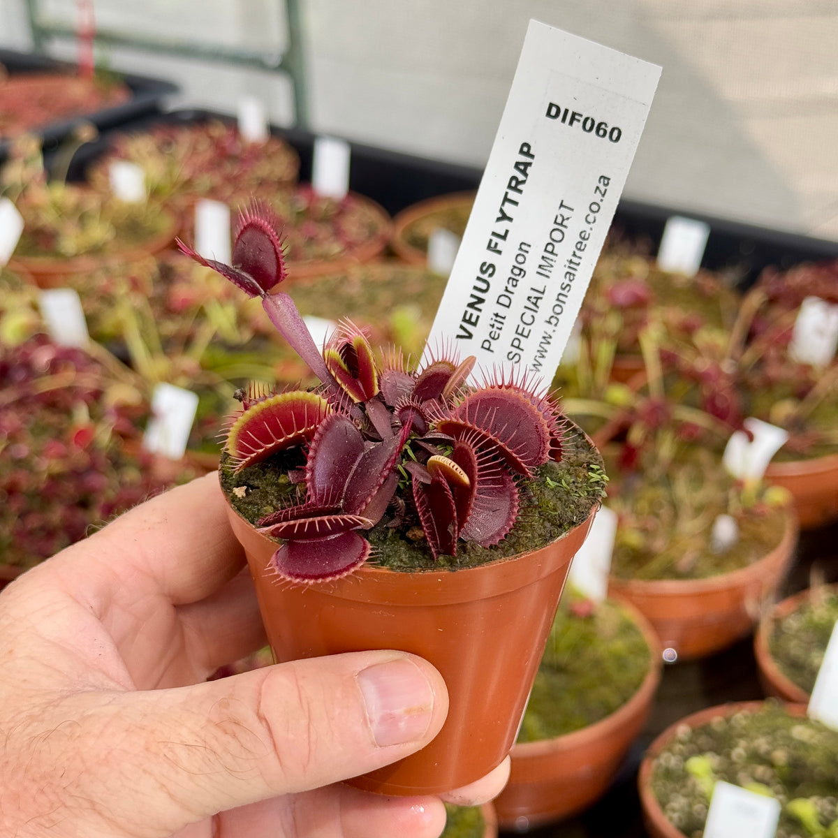 Venus Fly Trap, 'Petite Dragon.' Special Import. - 2 year old plant. 7.5cm plastic container. - Carnivorous Plant