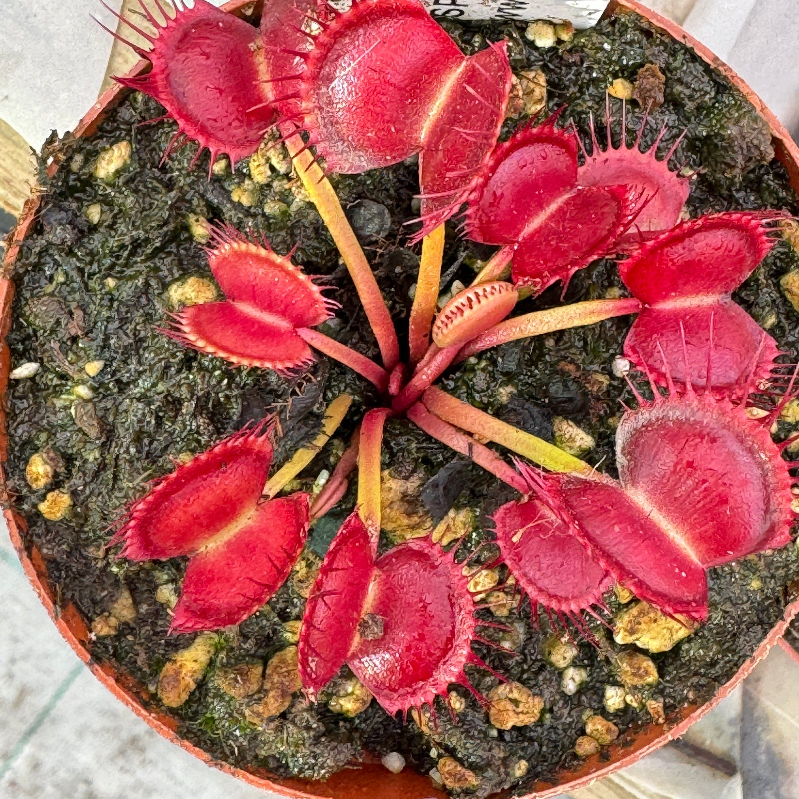 Venus Fly Trap, 'Rabbit Teeth' Special Import. -   - Carnivorous Plant