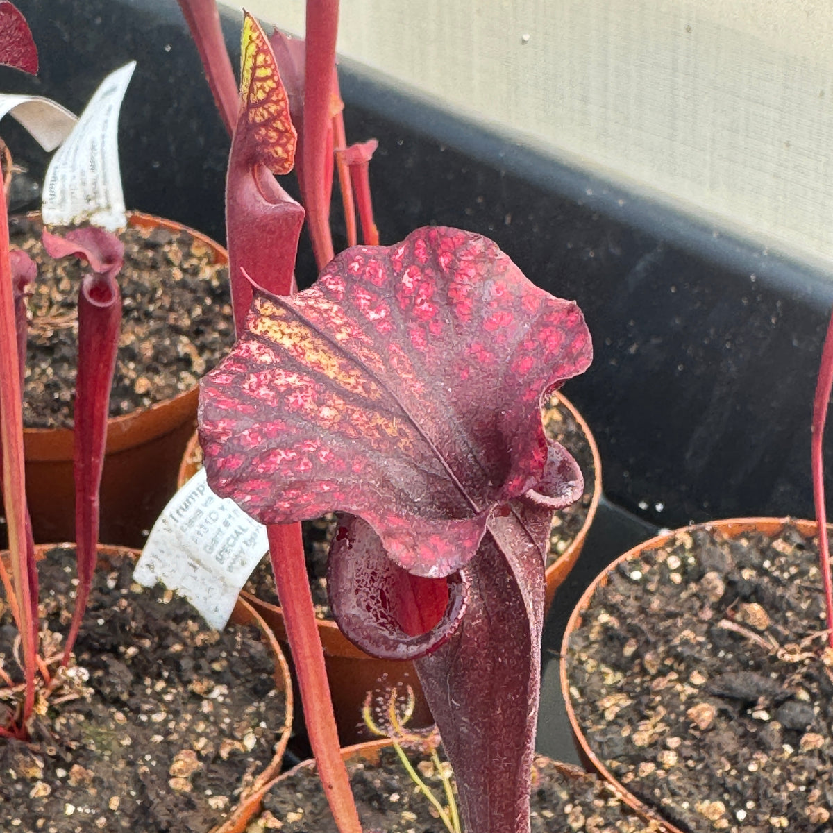Trumpet Pitcher, Sarracenia 'Acqerello.' Special Import. - - Carnivorous Plant