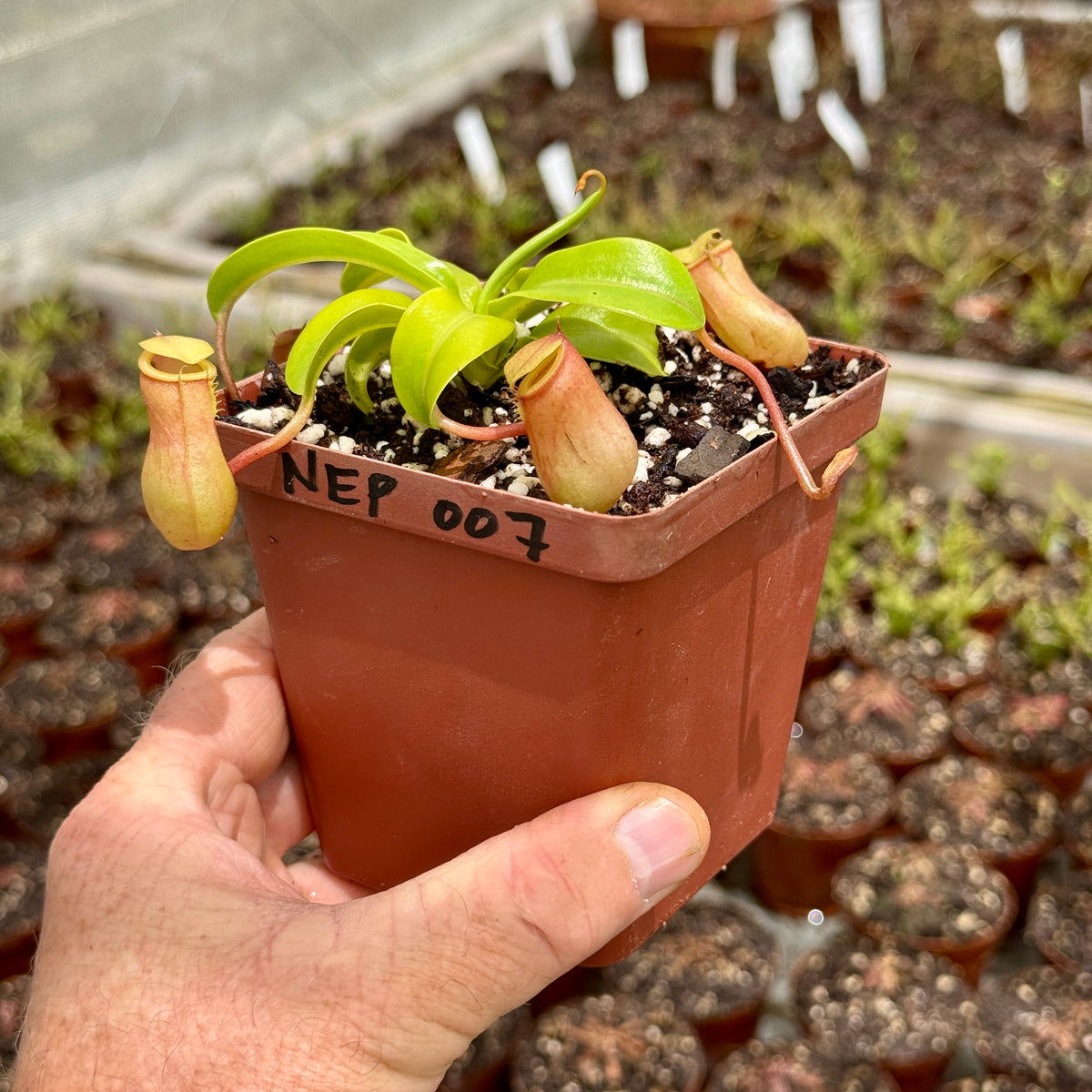 Tropical Pitcher, Nepenthes 'Wendy'