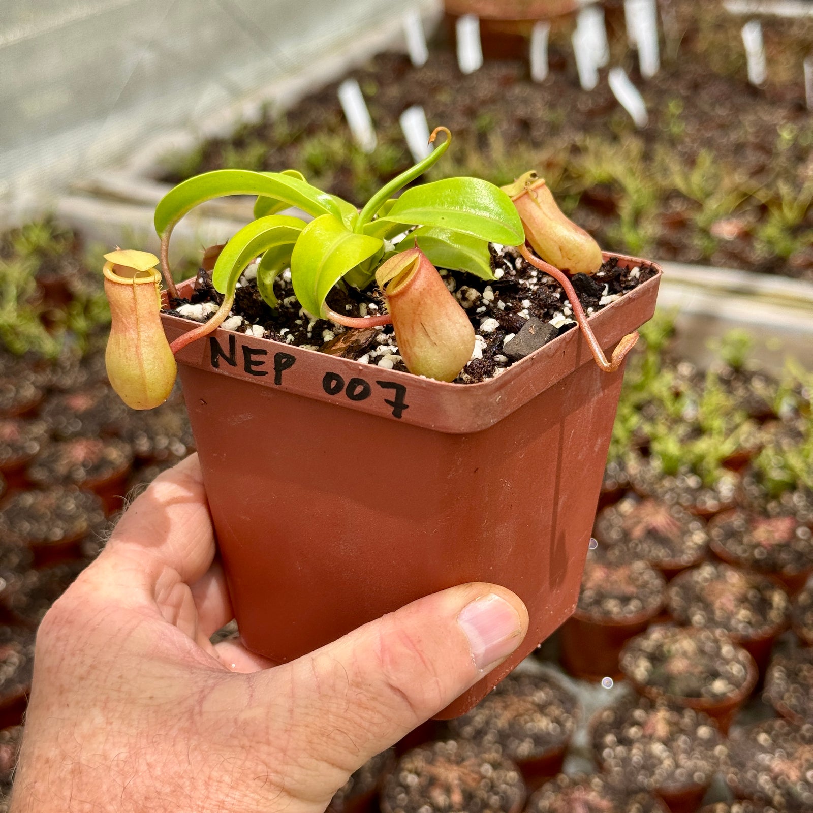Tropical Pitcher, Nepenthes 'Wendy'
