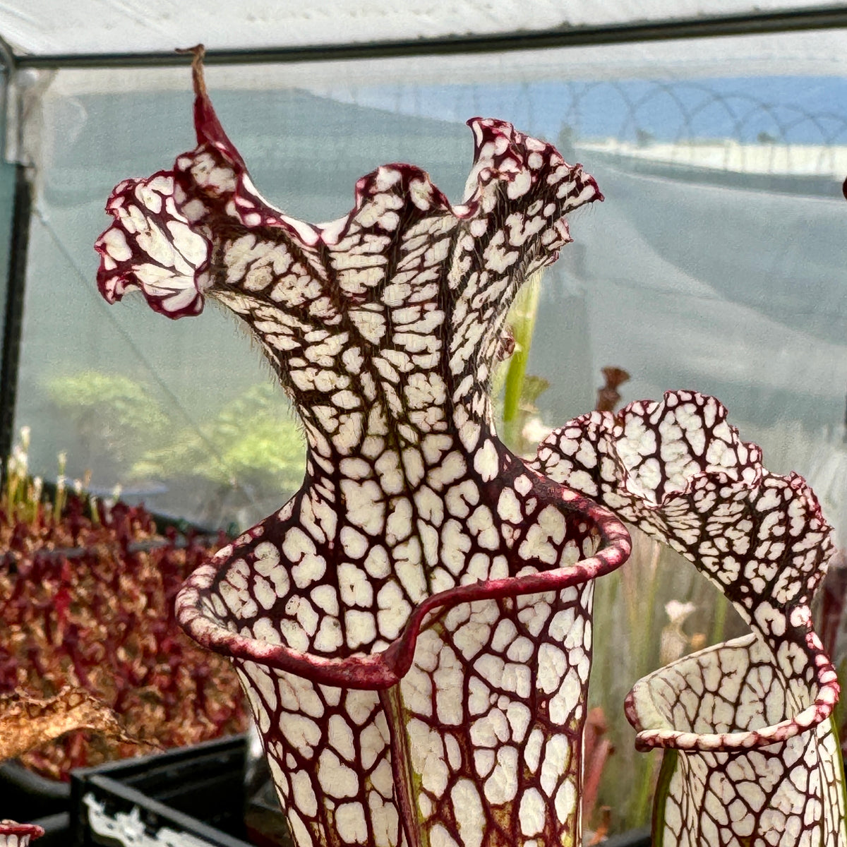 Trumpet Pitcher, Sarracenia 'Sarracenia (106)' by Sarracenia