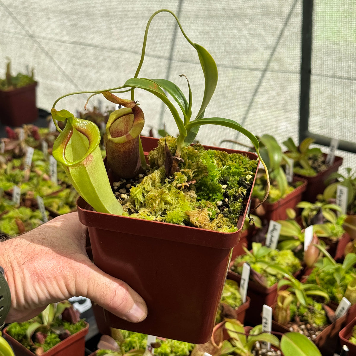 Tropical Pitcher, Nepenthes 'Spathulata x Jacquelineae' by Nepenthes