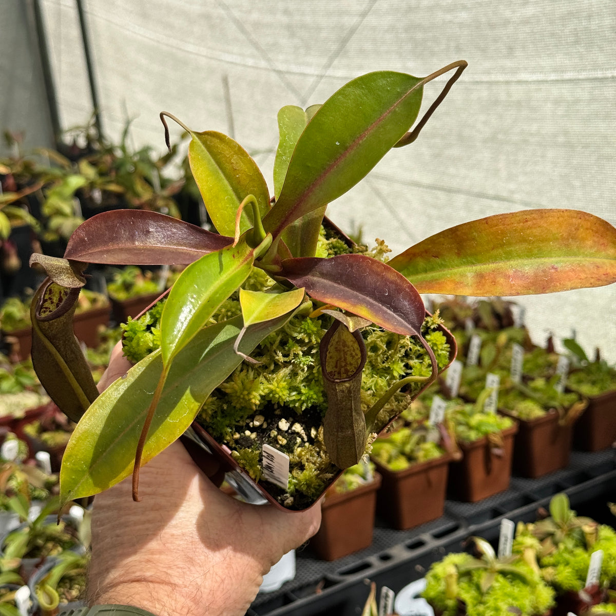 Tropical Pitcher, Nepenthes 'Ramispina x Robcantleyi' by Nepenthes