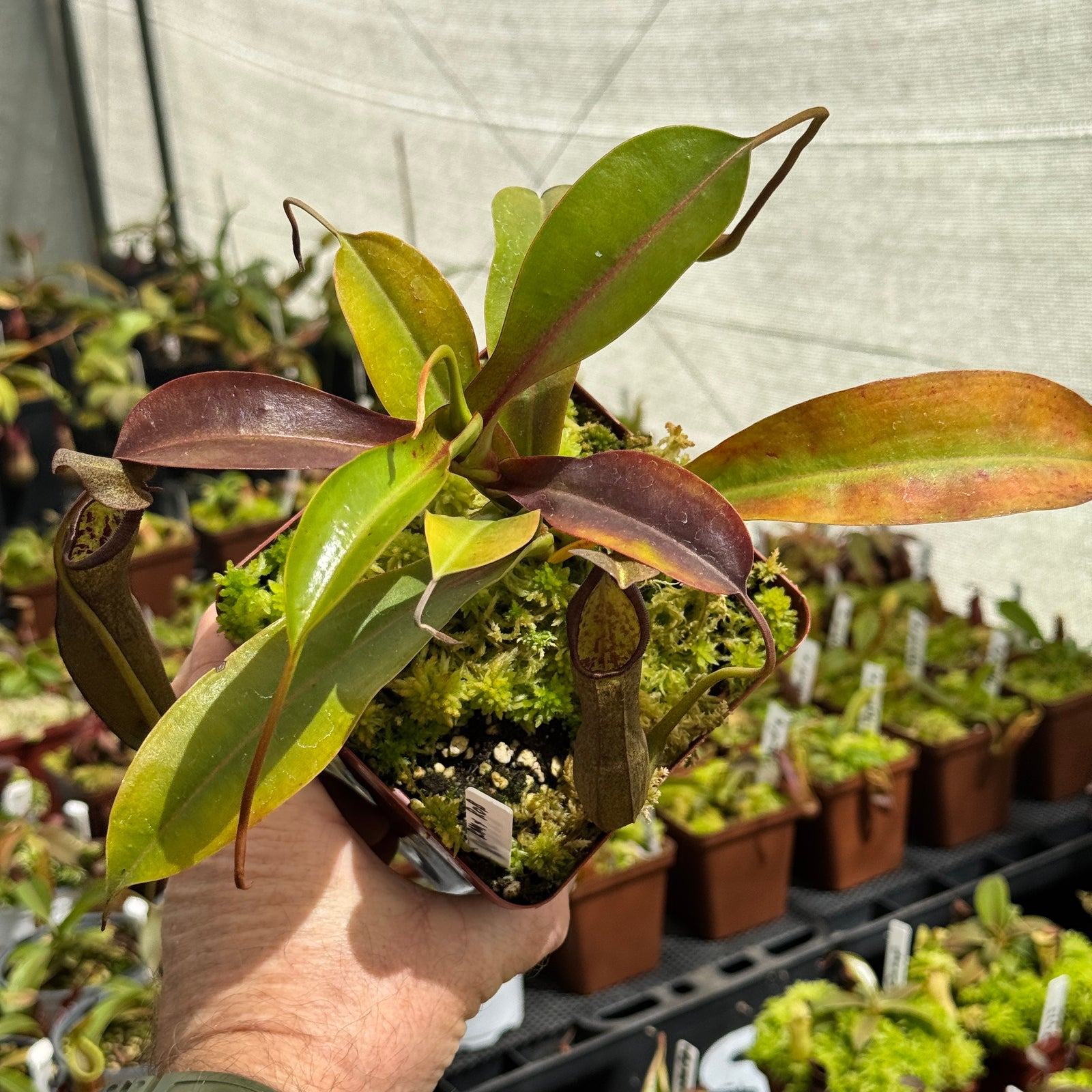 Tropical Pitcher, Nepenthes 'Ramispina x Robcantleyi' by Nepenthes