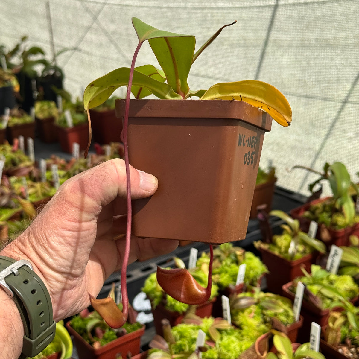 Tropical Pitcher, Nepenthes 'Ventricosa x Sibuyanensis x Flava.' by Nepenthes