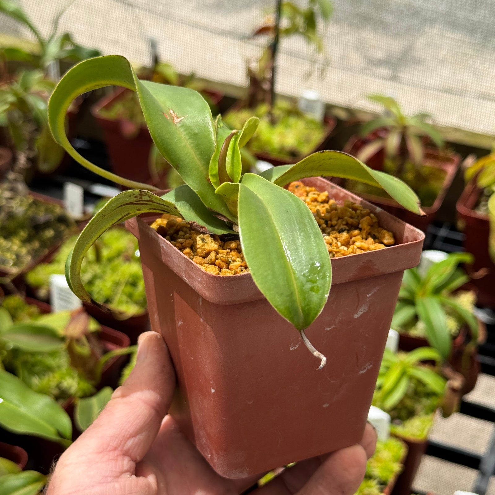 Tropical Pitcher, Nepenthes 'spathulata x gymnamphora,' BE-3422 by Nepenthes