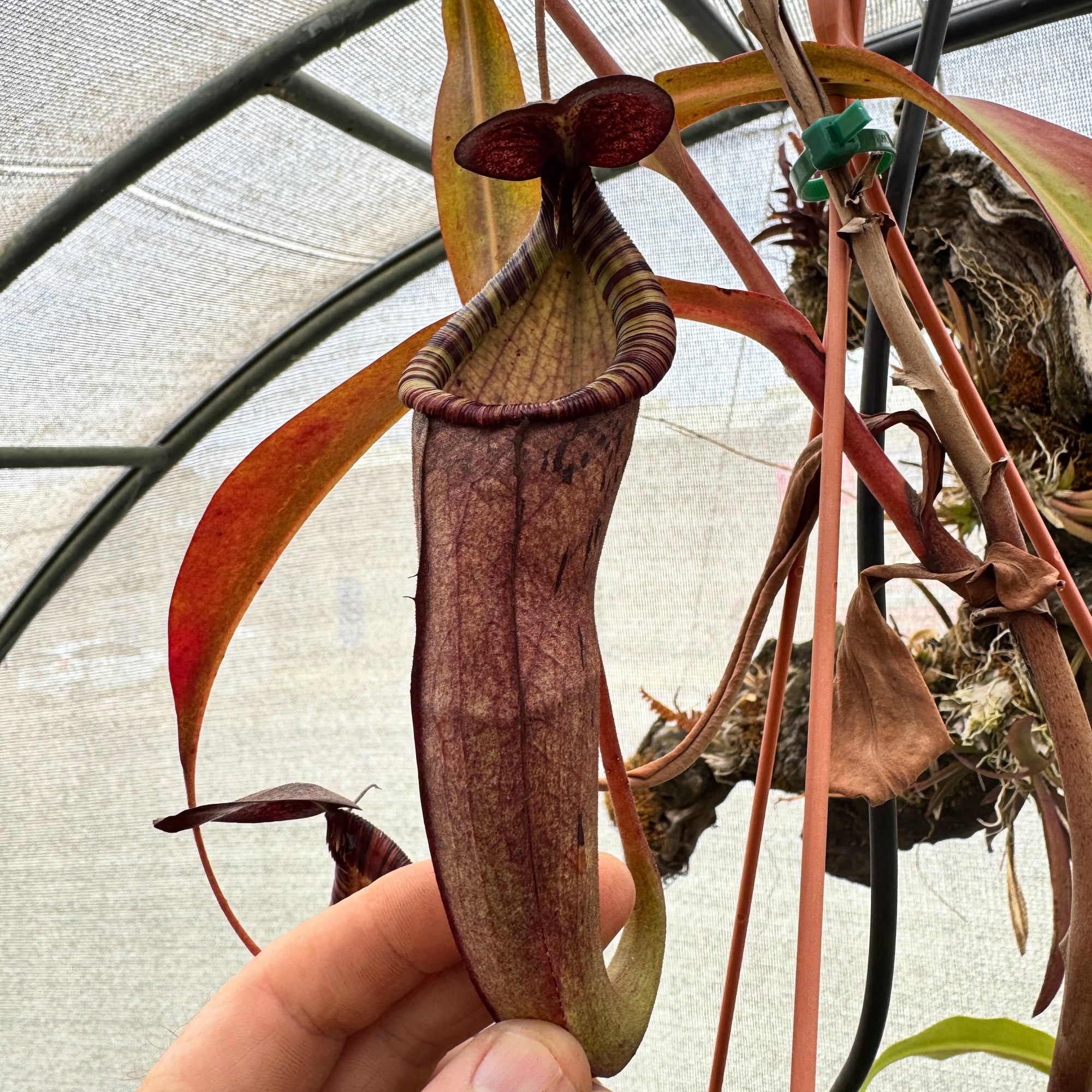 Tropical Pitcher, Nepenthes 'Spectabilis x Mirabilis' Plant