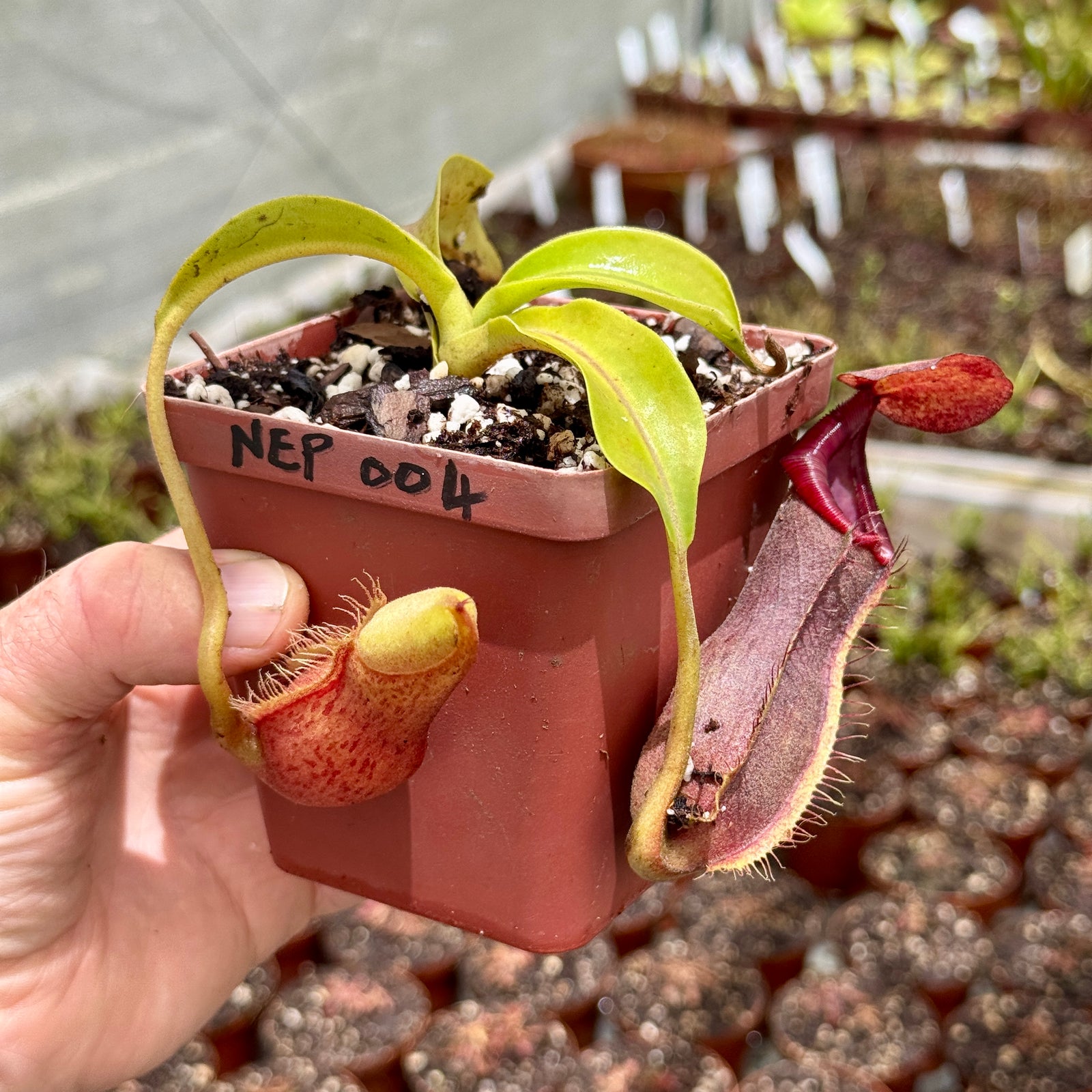 Tropical Pitcher, Nepenthes 'Mr Smee' - 5-9cm leaf span in 9cm plastic container - Carnivorous Plant