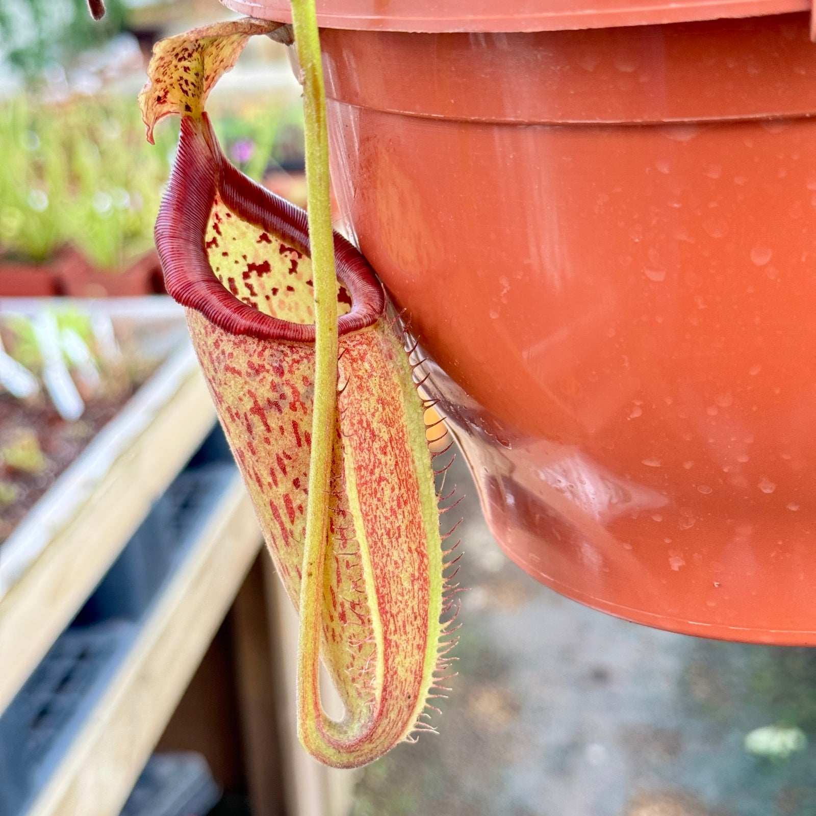 Tropical Pitcher, Nepenthes 'truncata x talangenis.' by Nepenthes