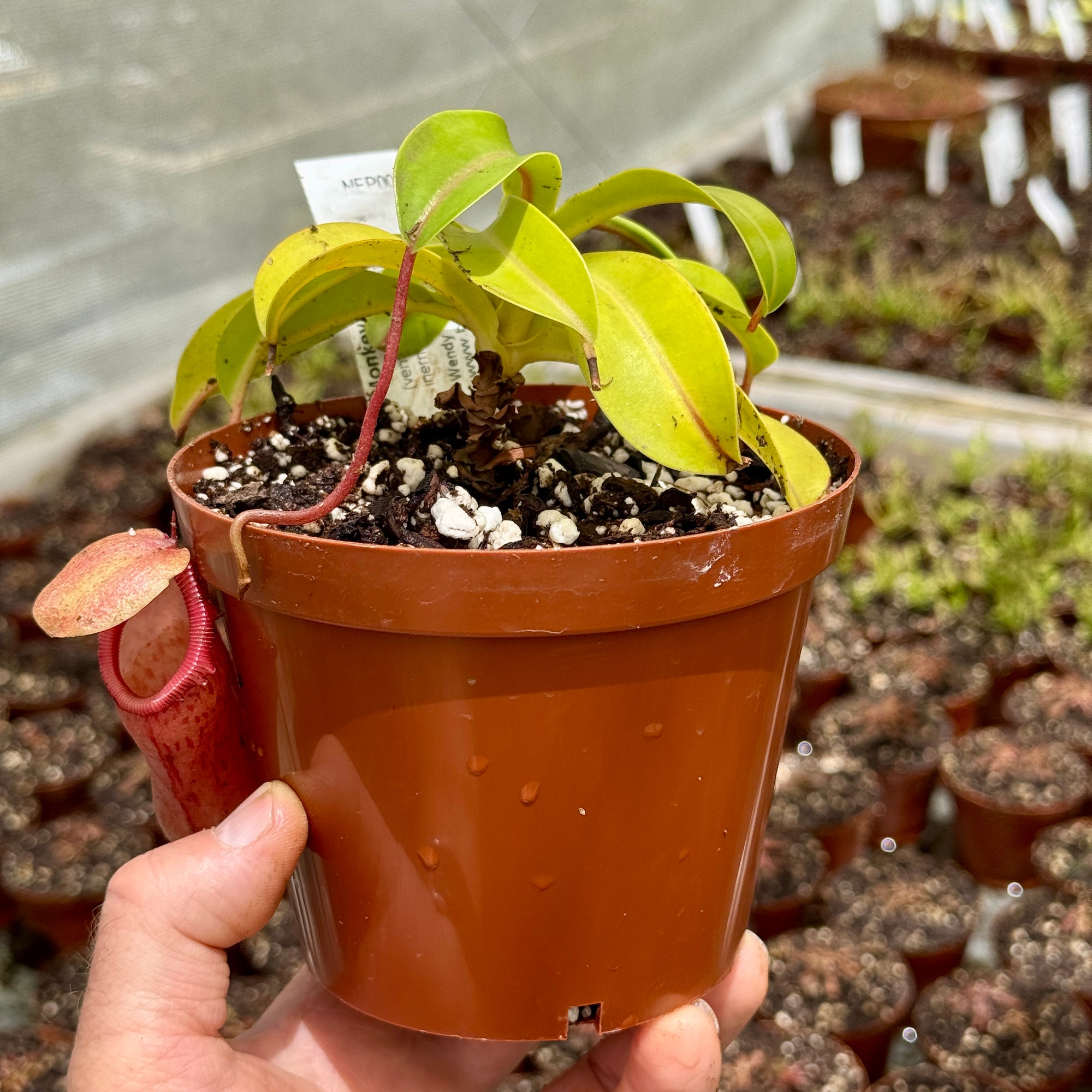 Tropical Pitcher, Nepenthes 'Wendy'